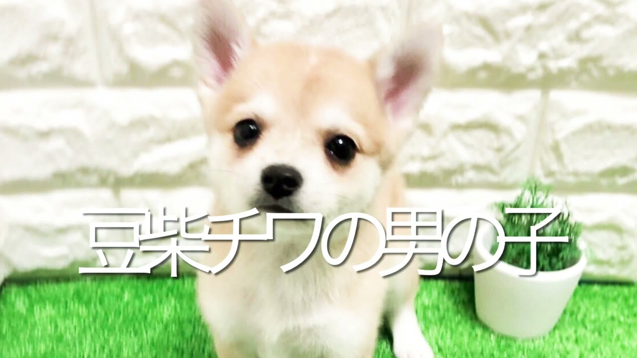 豆柴チワの子犬 平野瓜破 Youtube
