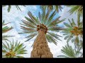 البيع الرابح 