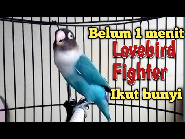 Burung lovebird fighter super jos emosi bunyi bikin lakbet lawan cepat rangsang ngekek gacor class=