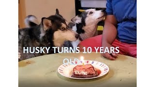 Talking Husky Gets Steak for Birthday - Turns 10 years old! by hydrors215 775 views 4 years ago 2 minutes, 32 seconds