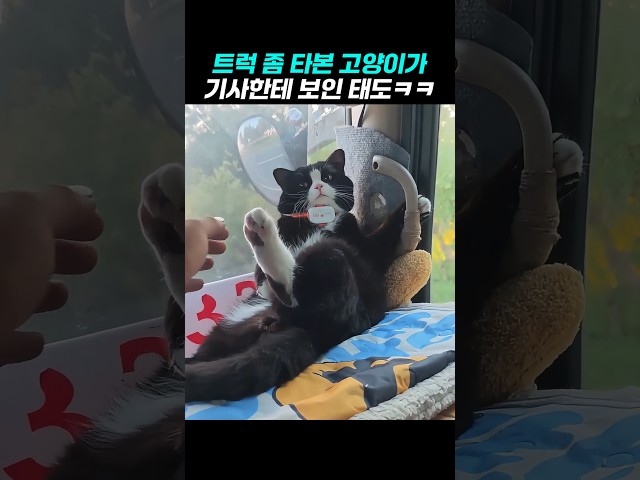 트럭 고인물 고양이가 집사를 대하는 태도
