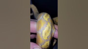 Purple Reticulated Python #shorts