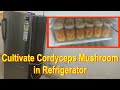 Grow cordyceps mushroom in refrigerator