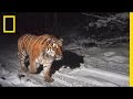Protecting the Siberian Tiger