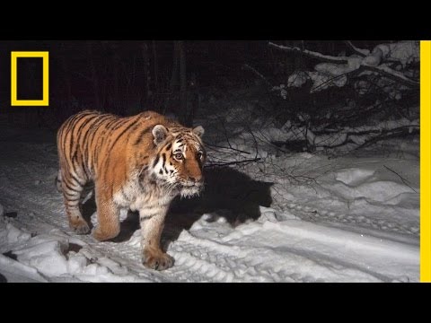 Video: Žije sibírsky tiger?