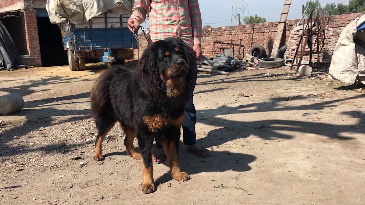 Tibetan Mastiff (Gaddi Dogs) Contact GILL FARM Moga one year old 