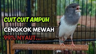 Download Lagu KENARI GACOR  Cuit CUIT BIRAHI SUARA Kenari MASTERAN TERBAIK UNTUK PANCINGAN \u0026 MASTERAN Kenari PAUD MP3