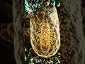 This Bacteria Can Create 24K Gold! 🤯 The Science Behind Nature's Tiny Gold Maker