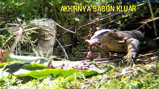 Berburu Biawak Terbaru Nenenya Biawak Langsung Keluar