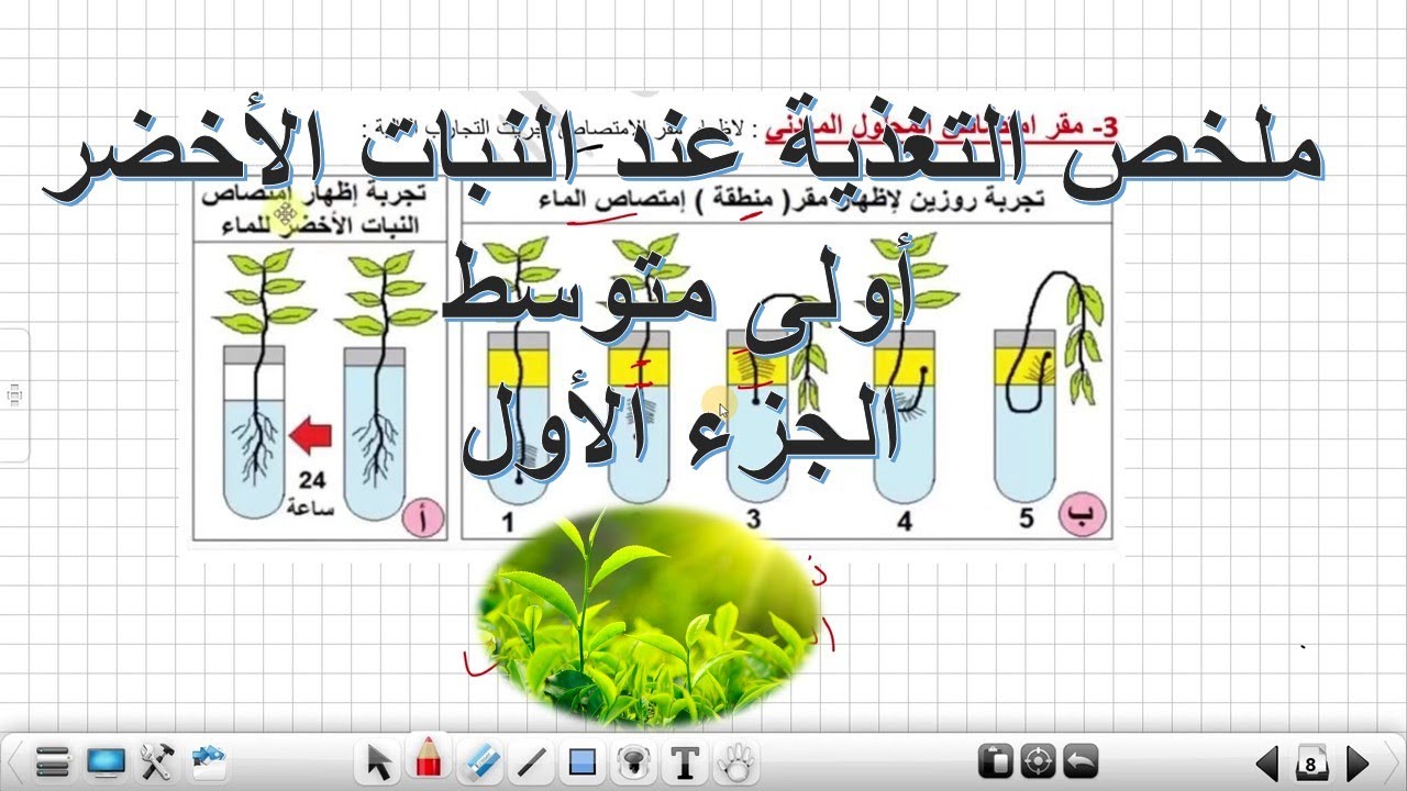ملخص التغذية عند النبات الأخضر الجزء الأول علوم طبيعية أولى متوسط