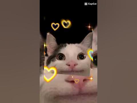 БЕЛУГА КОТ НЕМО - YouTube