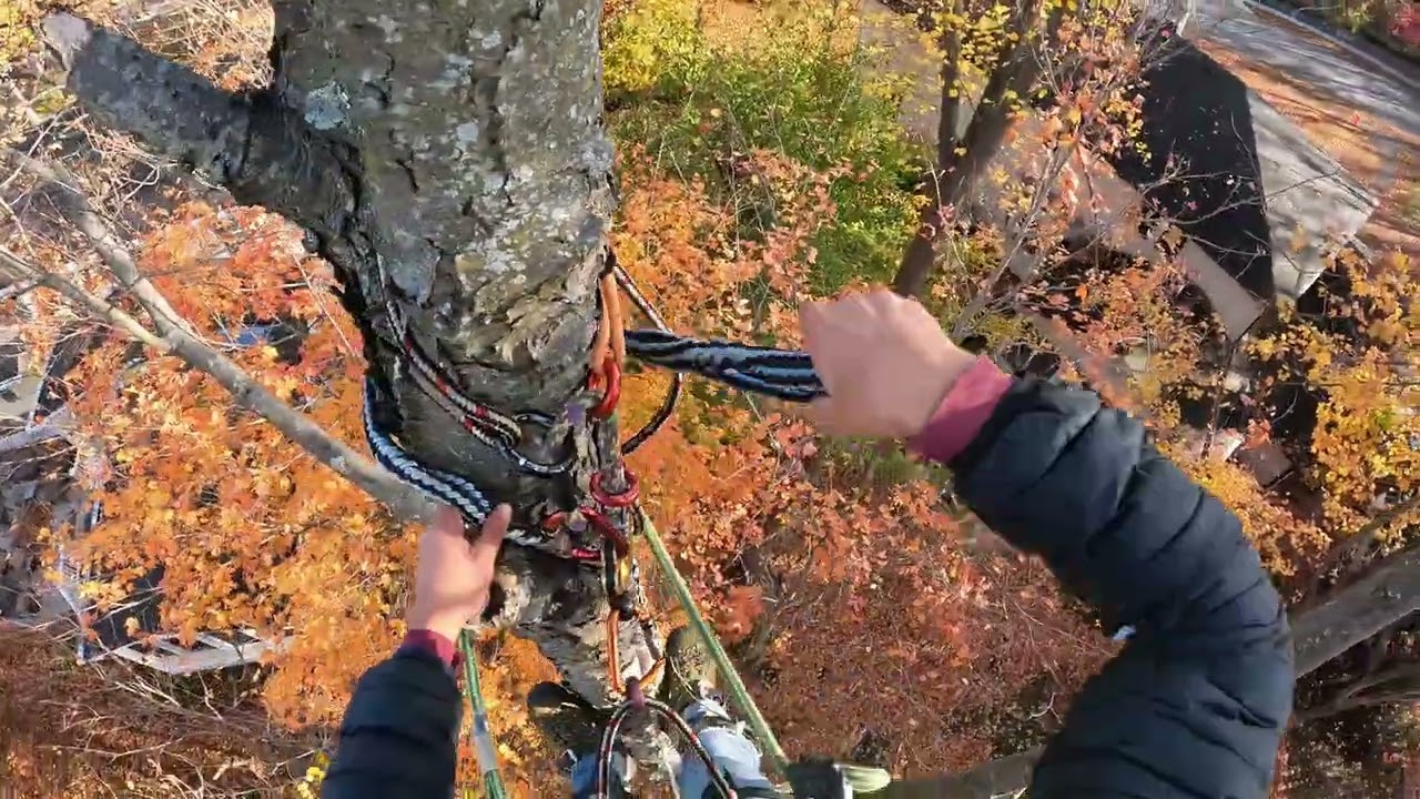 Removiendo un cherry tree con soga y polea