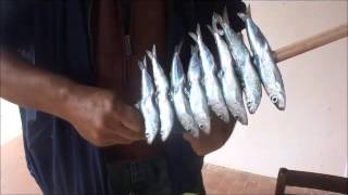 Pečenje srdela na ražnju,Sali,ljeto 2013