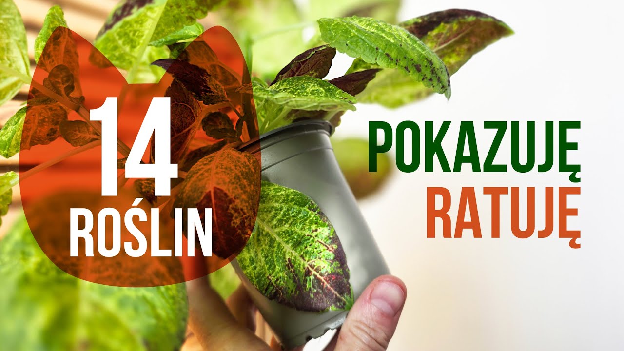 Zmiany PRZED i PO, nietypowe rośliny, dziwne przypadki. Roślinne sprawy 6.