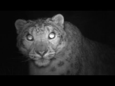 Реакция снежных барсов, когда они обнаружили фотоловушки