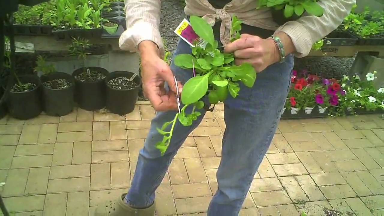 Rooting wave petunias with Lauren Quarltere YouTube