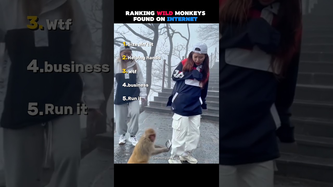Ranking wild moment with monkeys 🦍 