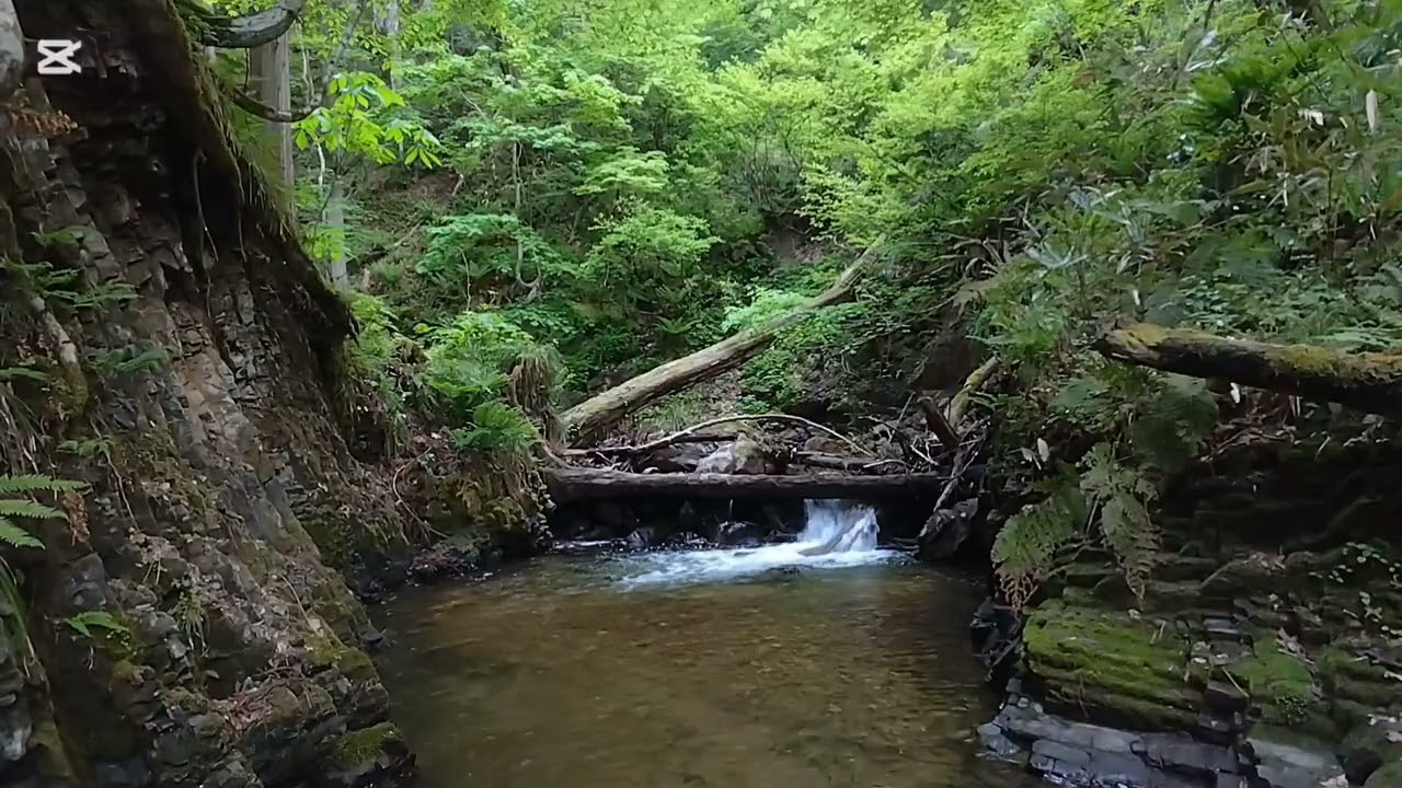 View from clear creeks 澄んだ小川の景色 Morning Green & River | 朝の緑と渓流 - YouTube