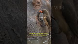 This Tiny Bird Does the Dirty Work for Giants. #viralcontent
