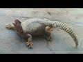 Sandha for our friends lets see what happens  captures a giant uromastyx lizard