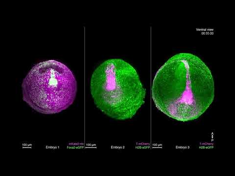 Cell Press