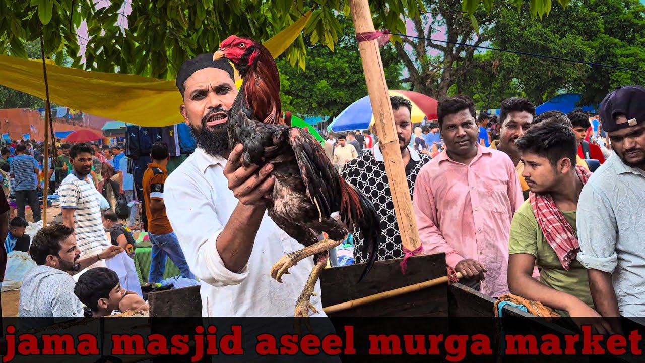 Jama masjid aseel murga market delhi | top quality aseel hyderabadi | 29 June 2025