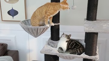 Multi-Level Cat Tree with Scratching Posts, Cozy Condo, Super Large Perch