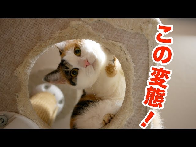 猫を下からのぞいたら変態扱いされた!(笑)