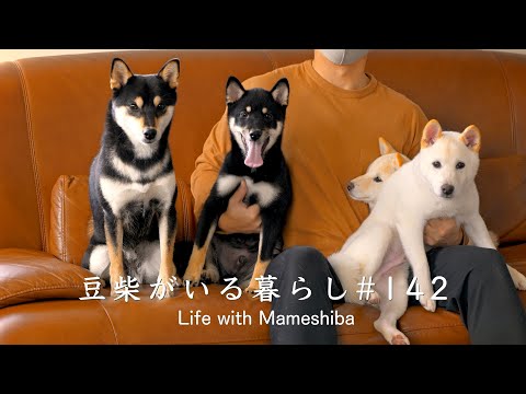 豆柴がいる暮らし / Life with Mameshibaのチャンネル画像