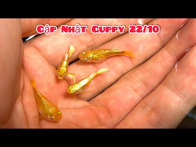 Cập nhật các dòng cá bảy màu thuần chủng | Đợt cá Guppy 22/10 các siêu Phẩm  - YouTube