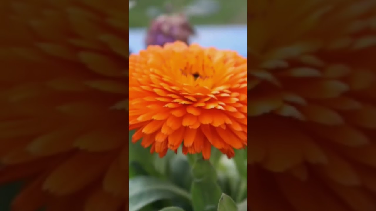 Trending photography style and short ❤️❤️ and natural photo shots 