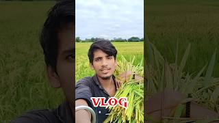 Village Me  Dhan Katai 💀🤪 | Mini Vlog #shorts #minivlog #ashortaday #vlog