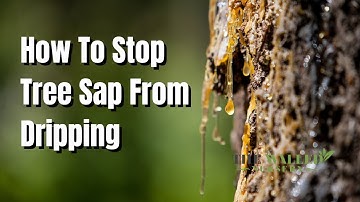 How to stop tree sap from dripping? - The Walled Nursery