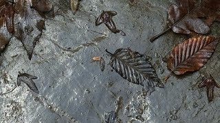 🌿 Цветущий чай и Мамедова щель. Гуляли рядом с Лазаревским.