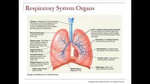 Chapter 21 -  Respiratory System