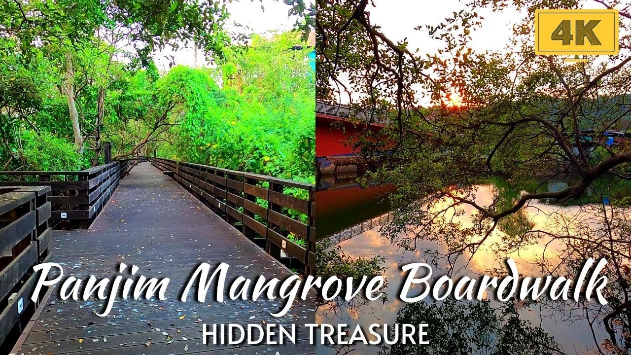 Panjim Mangrove Boardwalk | Ambient Nature Walk | November 2020 | 4K Goa India Walking Tour