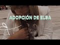 ¡Adopción de Elsa!