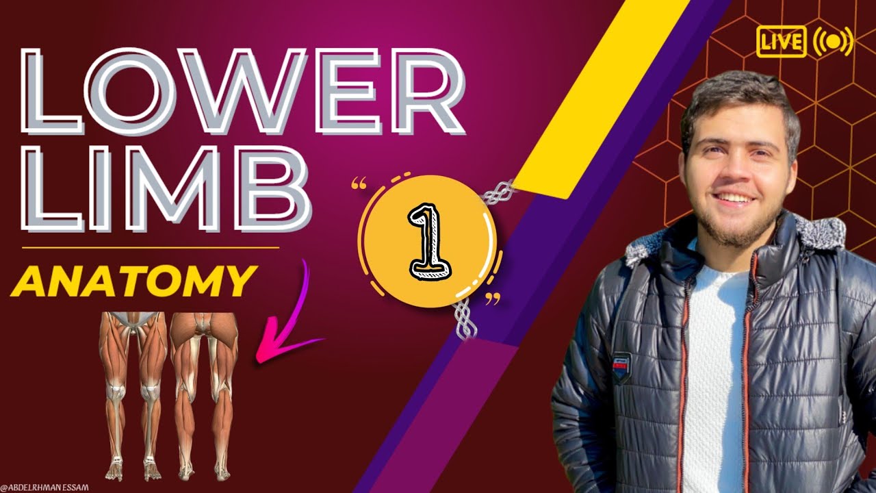 شرح مُفصل | Bones of The Lower Limb