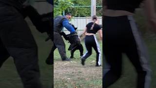 Bodyguard Dogs. Giant Schnauzer Attack. Security And Protection Of The Owner. Guard. Odessa Ukraine
