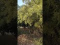 #Orignal sound#peaceful #life #nature #suvichar #neem #koyal#villagelife #viral #relaxing