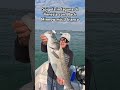 Spigola in laguna di Venezia con Black Minnow misura 3 bianco! #spigola #seabass #blackminnow