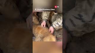 Dog rescued after 30+ hours under rubble #shorts