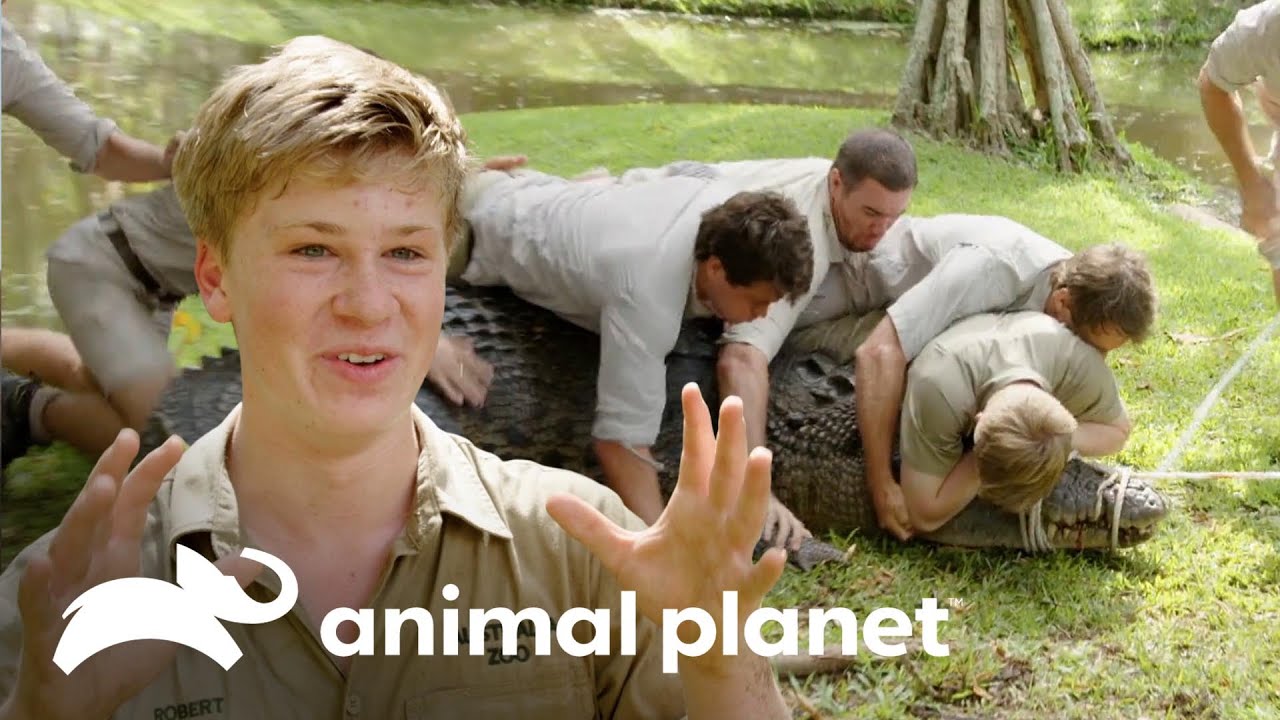 Download Equipe imobiliza um crocodilo enorme | A Família Irwin | Animal Planet Brasil
