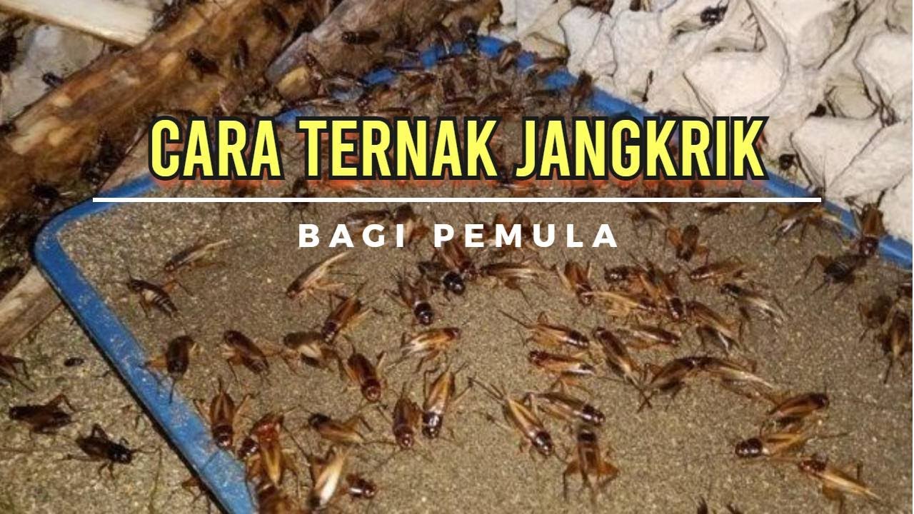 Cara Ternak Jangkrik, Panduan Lengkap Usaha bagi Pemula – PANENLELE