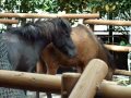 おっとり日本在来馬（上野動物園）