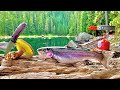 Wild mountain trout fishing  mushroom foraging 72h solo catch cook camp