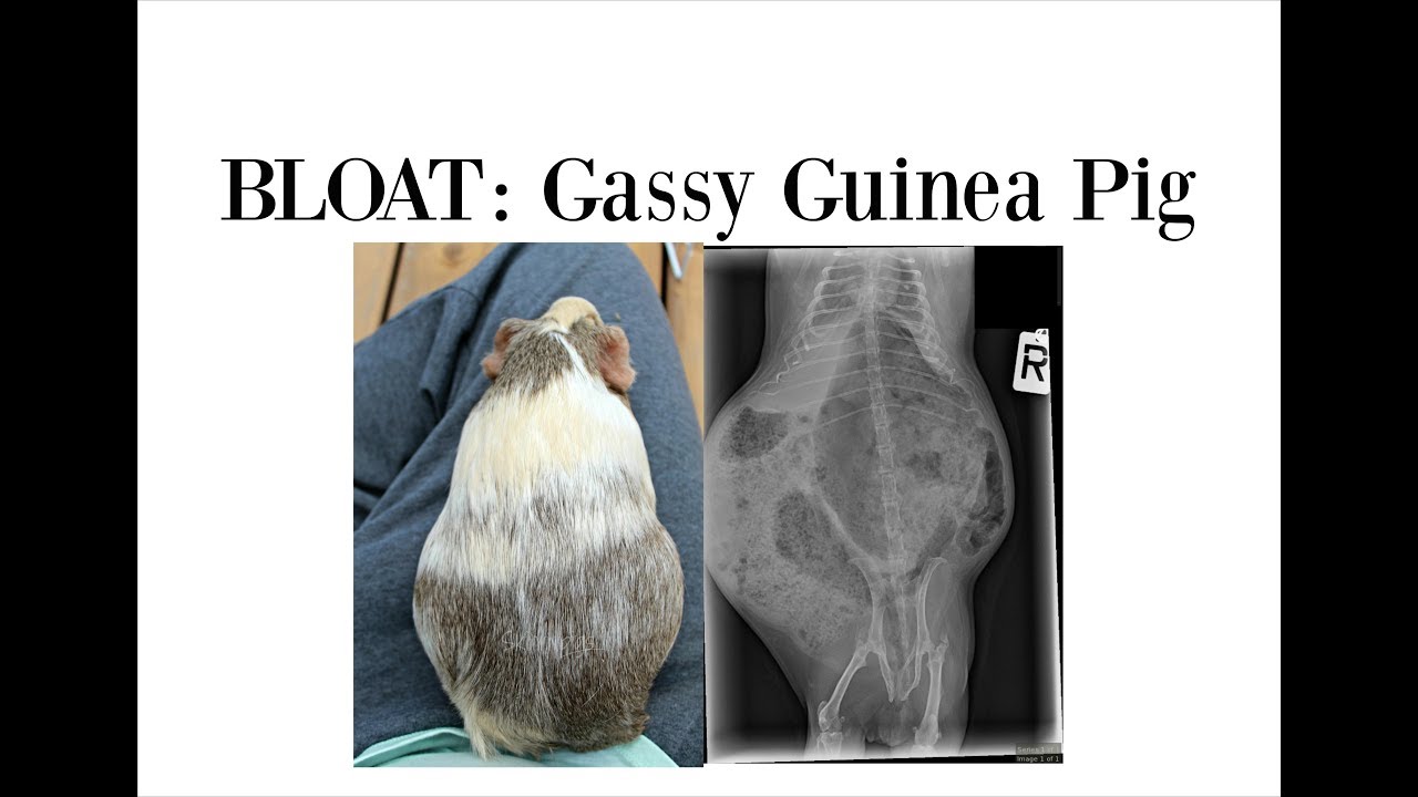 Bloat In Guinea Pigs Is Deadly Youtube