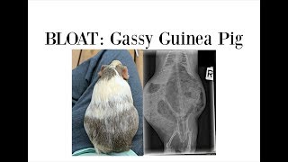 Bloat In Guinea Pigs Is Deadly
