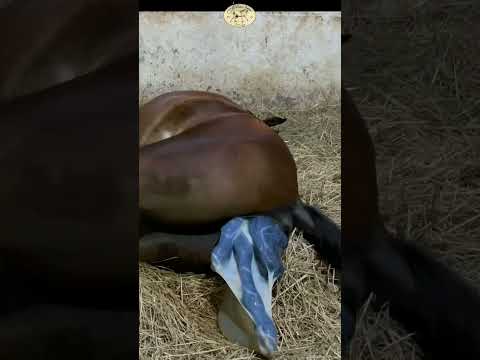 Horse giving birth without help 🐴