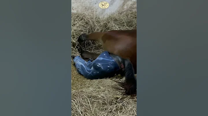 Horse giving birth without help 🐴 - DayDayNews